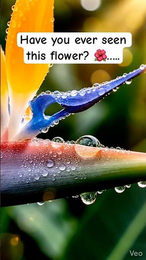 The most exotic flower on Earth is Strelitzia (“Bird of Paradise”). #flowers #nature