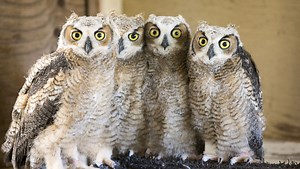 New mom in the wings: Rescued baby owls find foster home