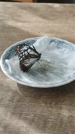 アサギマダラの渡り 南西諸島の真夏棲息していそうな場所 2026年1月18日