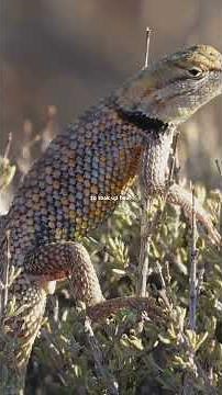 Nature’s Armor: The Thorny Devil’s😈 Disappearing Act..