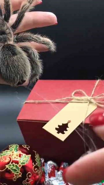 This tarantula is making a web! Spider webs are 5x stronger than steel