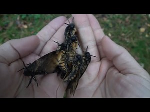 Squeaking Moths: The SOUNDS of a HANDFUL of Deathshead hawkmoth while the sun is going down