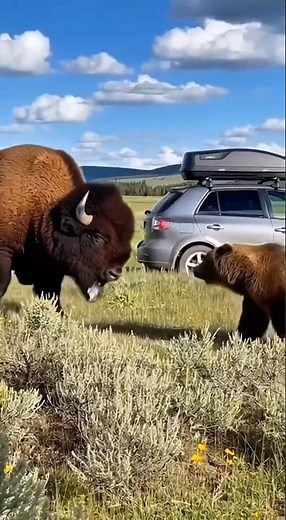 Bison vs. Grizzly Bear: The Ultimate Showdown