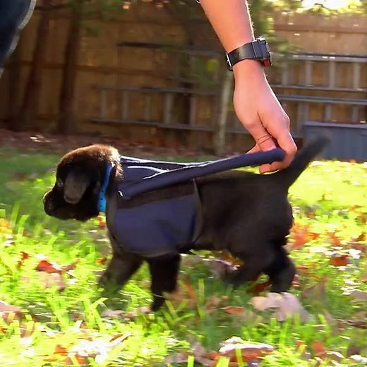 First day of training for this seeing eye pup. | Animal Planet