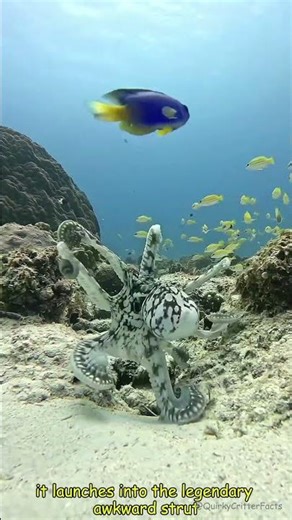 Walking Octopus: When an Octopus Uses Its Arms Like Legs