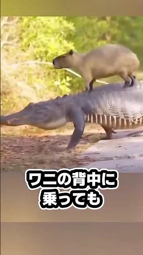 ワニが食べないカピバラのひみつ#動物 #ゆっくり解説#カピバラ#ワニ#カイマン