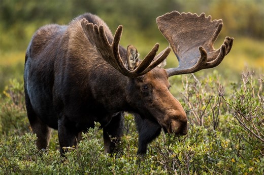 How Vermonters can apply for limited 2025 moose hunting permits