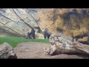 Angry Silver Back Gorilla stand off. Valencia