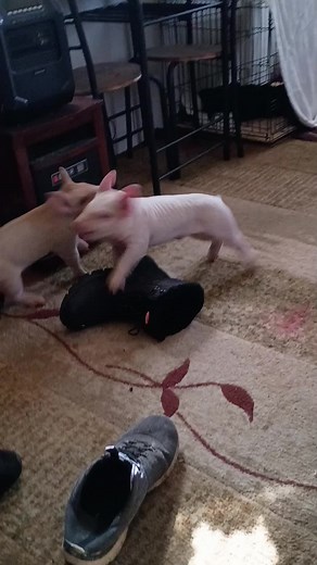 Understanding Mini Pigs and Their Care