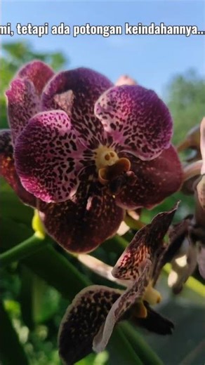 Vanda Orchid #orchid #nature #flowers