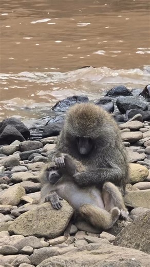 4.1K reactions · 191 shares |  Safari en Lago Nakuru, Kenia  Un...