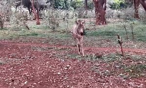 1.2K views · 17 reactions | The breathtaking beauty of Kenya’s wildlife. | Keiyo Nation . | Facebook