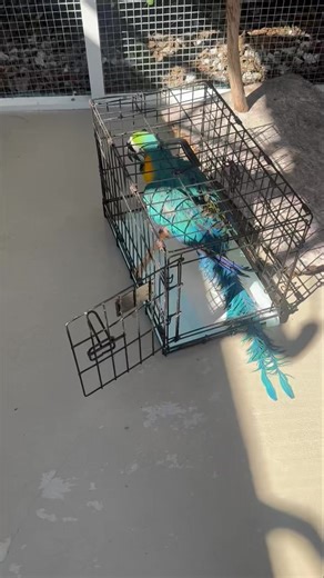 Meet “Max” & “Bailey” 💙💛💙💛💙💛💙💛💙 We just returned from picking up these two beautiful boys who are 10 and 18 years old so still very young for Macaws. Unfortunately, their owner has had to downsize quite a bit and was not able to take the birds and all of their belongings with her, and as she is getting older, she thought the best thing for them would be to move onto the next chapter in their lives and find a family to love them. They are not a bonded pair and they do not have to stay to