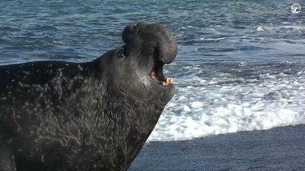 ELEPHANT SEALS CLASH ON THE BEACH