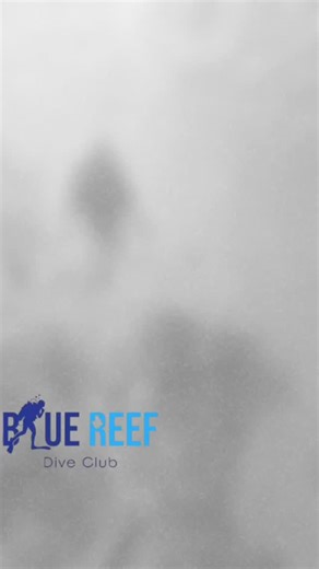 🌊🤿 Welcome to Blue Reef Dive Club – Your Gateway to the Red Sea! 🐠✨ At Blue Reef, we offer more than just diving — we create unforgettable memories: ✅ Introductory Dives – Safe & fun for beginners ✅ Daily Diving Trips – Explore vibrant coral reefs ✅ PADI Courses – From beginner to professional levels ✅ Snorkeling Excursions – Perfect for families & non-divers ✅ Equipment Rental & Sales – High-quality, well-maintained gear ✅ Private & Group Trips – Tailored to your needs 💙 Whether it’s your f