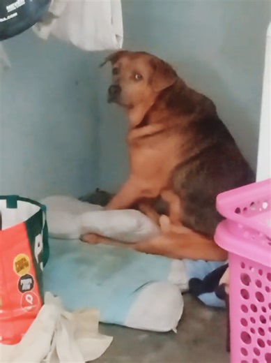 Cachorro Batendo A Porta: Rindo com Dentes