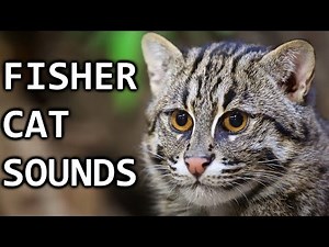 15 FISHER CAT SOUNDS! What do fisher cats sound like?