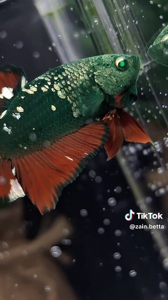 Green Hulk Avatar Copper Gold Green Eye 💚🖤💚🖤 #betta #bettafish #bettagreen #greenbetta #bettafishrare #hulk #goblin #cupanghijau