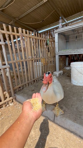 2.9K views · 40 reactions | Demi konten #muscovyduck  | Duck Go | Facebook