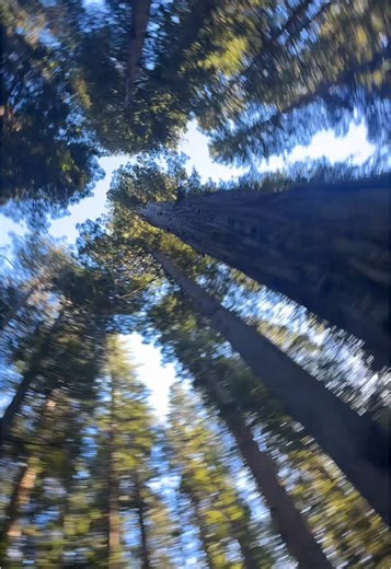 Exploring the Majestic Redwoods: A Nature Adventure