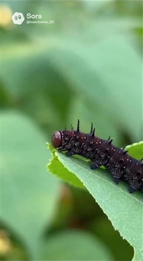 Butterfly Unfolds From Silver Shell | Wings Filling With Color