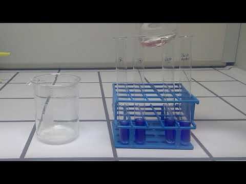 Fehling-Probe mit Glucose-, Fructose-, Saccharose- und hydrolysierter Saccharose-Lösung