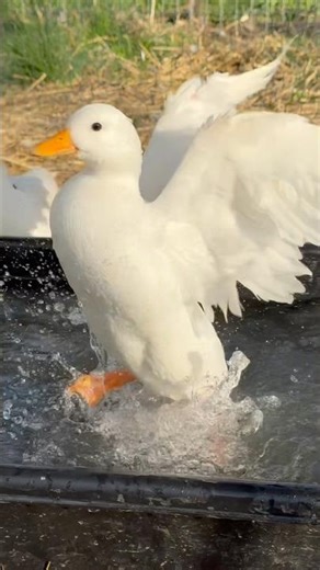 Cute Funny Ducks