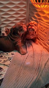 Bulldogs or potatoes? 🐶 🥔 #EnglishBulldogPuppy #PuppyBarking #BulldogLove #CuteDogVideo | The Bully Village