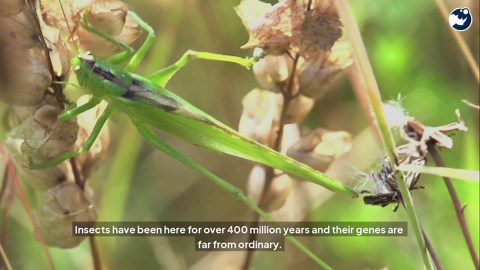 Can Human and Insect DNA Combine Naturally?😱