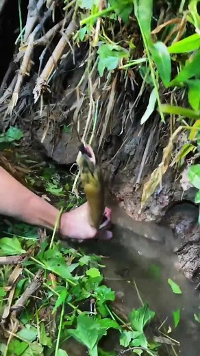 2.6K views · 24 reactions | Eel fishing #eel #eelfishing #reels | Animals | Facebook
