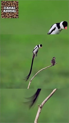 Animais com Habilidades Extraordinárias / PARTE 5 / #shorts #animals #birds