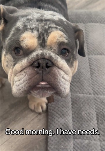 Understanding the Needs of Your Bulldog