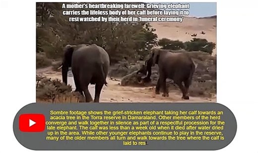 A mother's heartbreaking farewell: Grieving elephant carries the lifeless body of her calf before la
