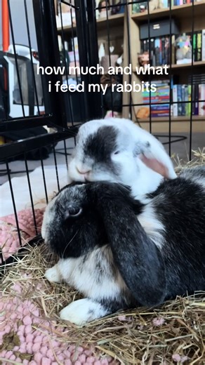 this is the diet which works best for my rabbirs however if anything changes in their health which indicates a change of diet needed obviously i will cater towards it :) ib @alexa🤍🐾 #whatieat #whatieataday #whatieatinadayrealistic #diet #controversial