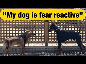 Watch a reactive dog make friends