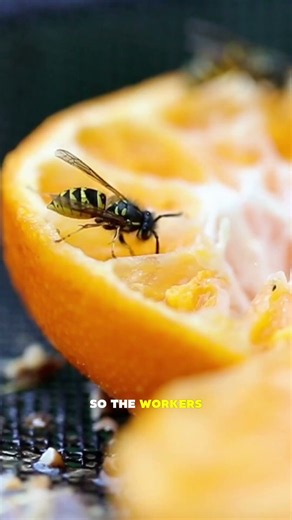 Why Do Yellow Jackets Get More Aggressive in the Fall? 🐝