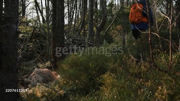 A lone hiker with an orange backpack walks through a dense, shadowy...