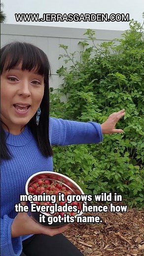 Growing Everglades Tomatoes: A Florida Garden Must-Have
