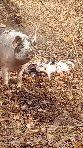 Vasile Nica pe TikTok