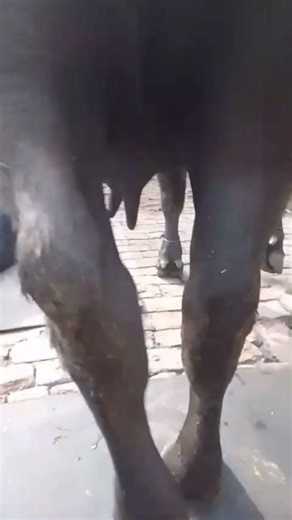 Mastitis in buffalo inj v5 10ml inj cefaperazone sulbactum