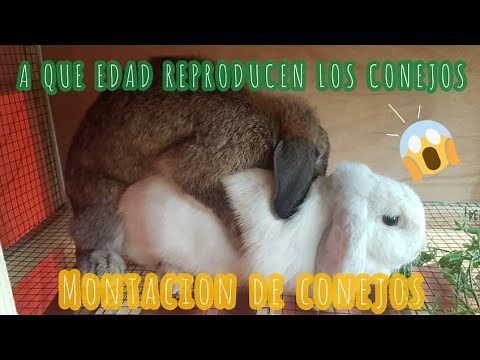 LA MONTACION O APAREAMIENTO DE LOS CONEJOS A que edad se reproducen los conejos 🐰