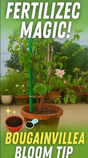 How to Fertilize Potted Bougainvillea for Massive Blooms | Easy Home Gardening Tips #gachbagan
