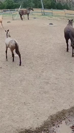 At around six months old, most of the Akhal-Teke foals go through a “sassy” period where they try out new stuff to see what happens. 😆 We feel it’s important not to overreact to this exuberance, while of course staying safe. Rearing up is Kieran (Kiergen x Swan Kyzyl Kometa, 2025), sooty buckskin, just turning five months old. #endangered #akhalteke #nonprofit #breedrescue #barncam | Akhal-Teke Foundation