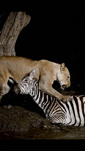 女 Savage Hunt in the Wild | Leopard Attacks a Zebra in the African Jungle #Wildlife #LeopardAttack #ZebraHunt #NatureIsBrutal #WildPredators #JungleLife #AnimalAttack #SurvivalOfTheFittest #AfricanWildlife #WildNature | Secrets of the Wild | Facebook