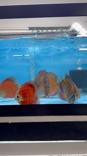After a very long 3 weeks our new tanks and 1500G tote are completed and our new shipment is out of quarantine. We will start and finish the website tomorrow. Our showroom will be open this Saturday but by Appointments only. Over 1400 new Discus from various breeders all across Malaysia!! www.myrtlebeachdiscus.com #Discusfood #Discusfoodusa #beefheartpellet #africancichlid #bettafish #plecofish #ycid #discusmalaysia #fyp #plantedtanks #discusofinstagram #discuslovers #aquascape #tropicalfish #aq
