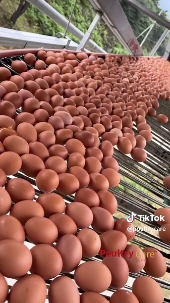 Watch until the end! Our egg-citing video on the Classification of Battery Cages! Want battery cages? We have different cages that fit into your budget in our warehouse. We offer free installation nationwide. So go ahead, give us a call, and let’s hatch a plan for poultry success together! Thank you. #poultry #farm #poultrycages #batterycages #broiler #broilerfarm #farmer #farms #farming #farmlife #nigeriafarm #agribusiness #nigeriancomedy #nigeriabusiness