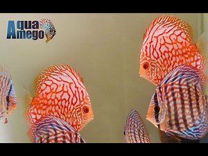 Discus Fish Group & Flowerhorn Feeding | New Aquarium Channel Introduction 🐠🔥