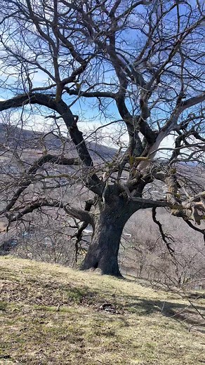 Nature's Beauty: Close-Up of Tree Branch Textures