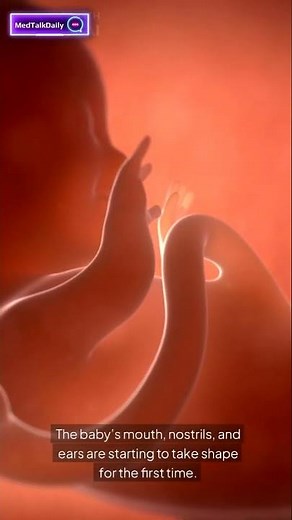 How 7th week Pregnancy Process