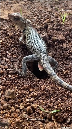 Lizards Egg Laying Secrets Revealed